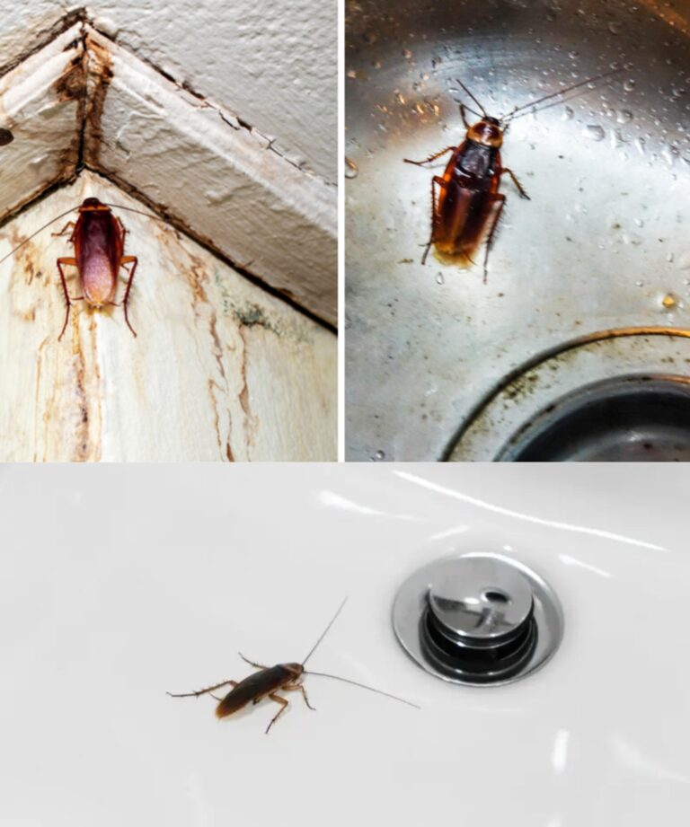 Come eliminare definitivamente gli scarafaggi: il modo più semplice per uccidere gli scarafaggi negli scarichi