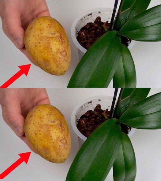 ORCHIDEE, IL SEGRETO RITROVATO DI UNA CRESCITA VELOCE E SANA: NON TI BASTA FARE QUESTO