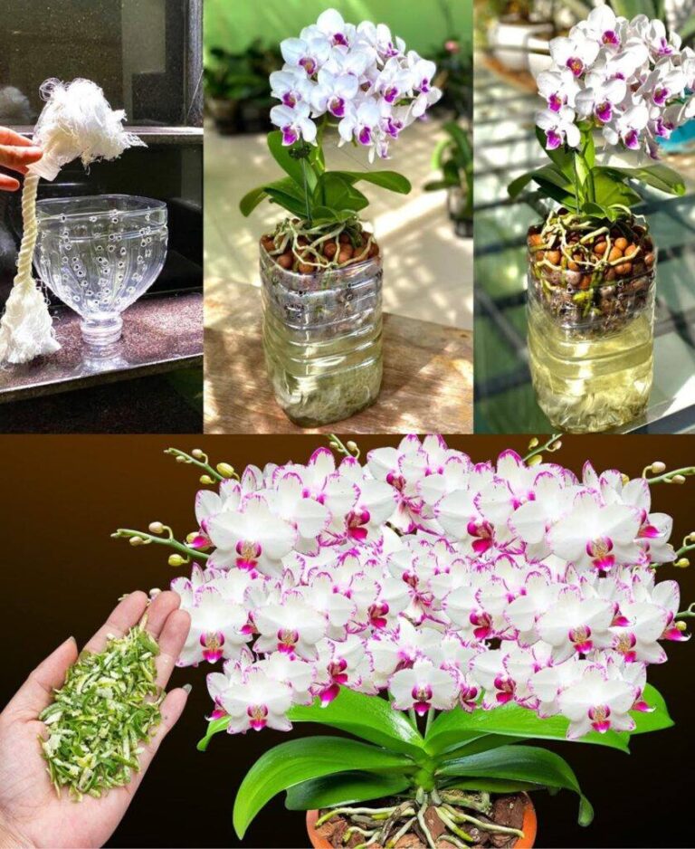 Datelo alla vostra orchidea e in poche ore produrrà una marea di fiori