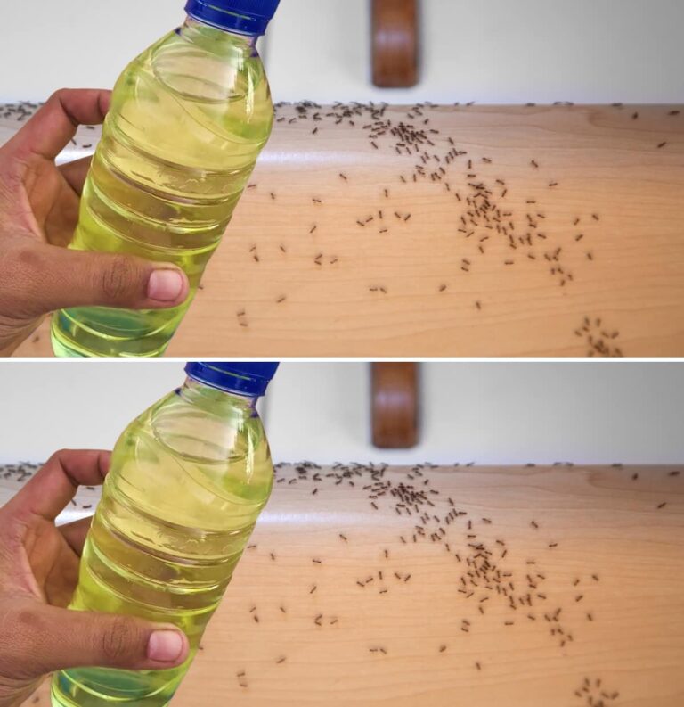 Spruzza questo repellente naturale fai da te per dire addio a mosche e zanzare in 2 minuti