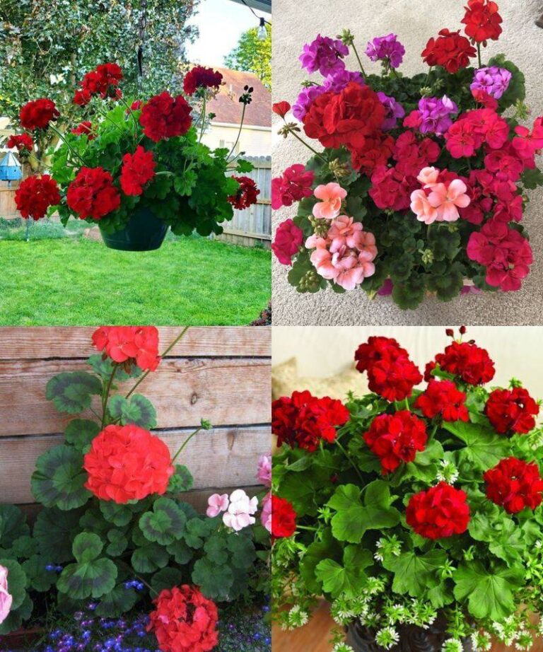 Geranio: quando e come potarlo per una fioritura spettacolare?