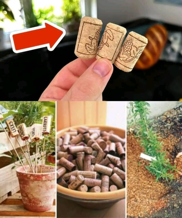 Tappi di Sughero: Il Segreto del Giardinaggio Ecologico!