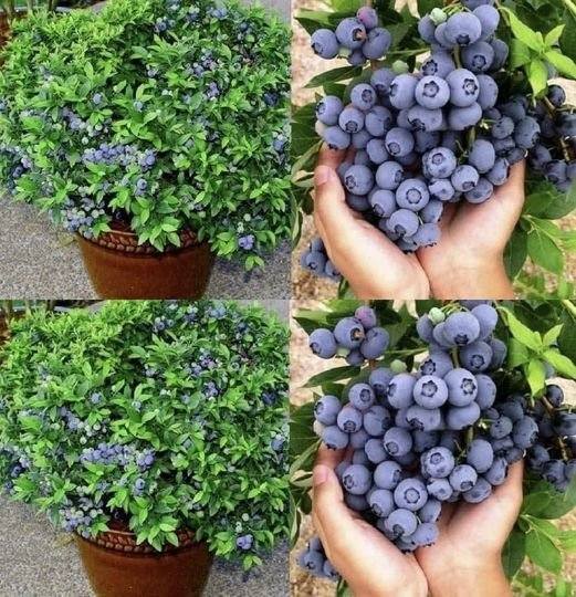 Come coltivare i mirtilli in casa in modo semplice