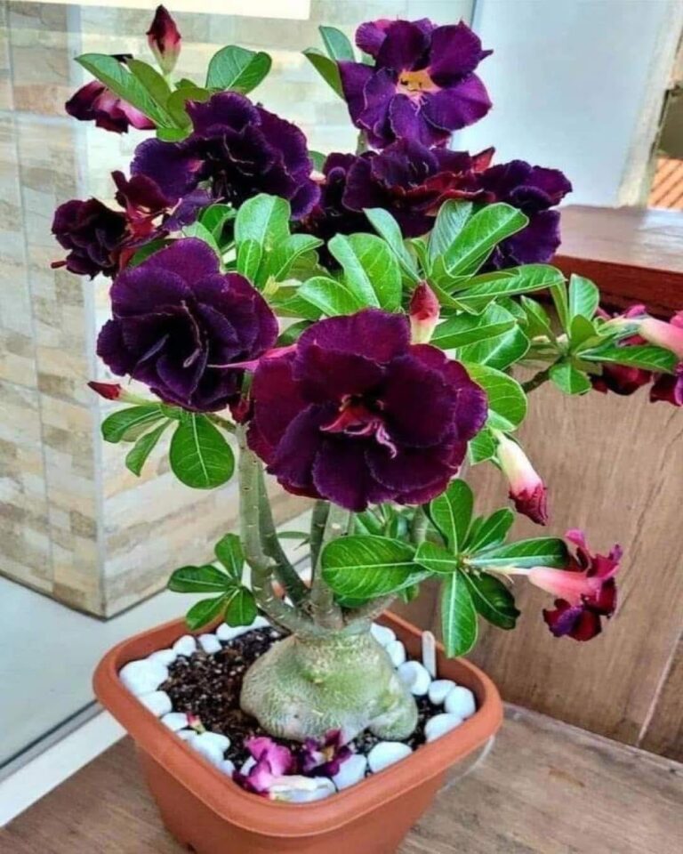 Come Prendersi Cura della Rosa del Deserto per una Fioritura Continua