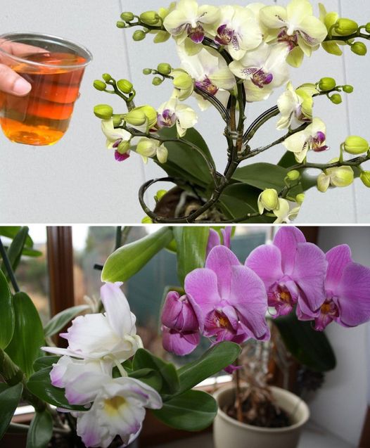 Basta innaffiare una volta e ci sarà un’esplosione! Le orchidee fioriscono all’istante e producono nuovi fiori NON-stop tutto l’anno!