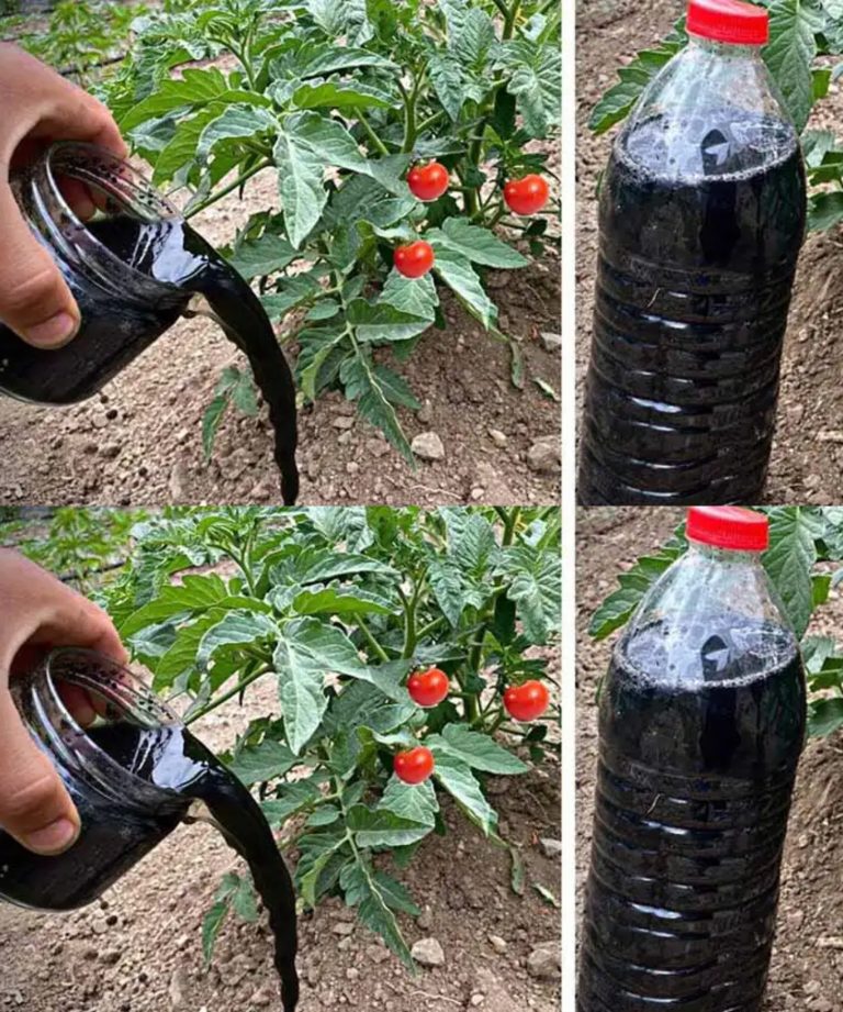 Questo fertilizzante naturale per le piante farà ingelosire tutti i tuoi vicin