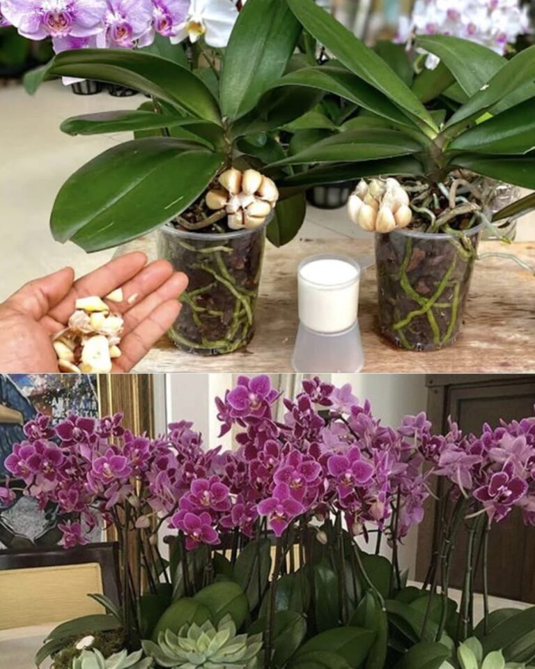Orchidee più forti e in fiore con l’aglio: il fertilizzante naturale che funziona davvero