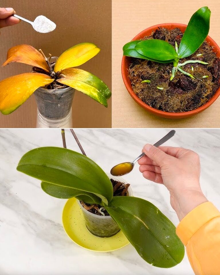 Gli usi alternativi della cenere: benefici e soluzioni sostenibili per la casa e il giardino facebook X copia link altro