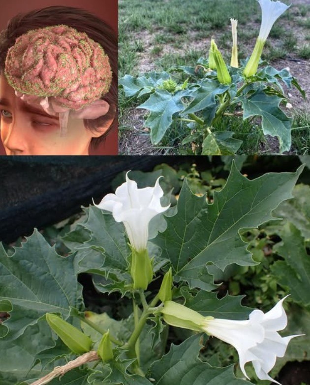 Questo è il motivo per cui, se si tratta di una pianta velenosa, si prega di consultare il proprio medico.