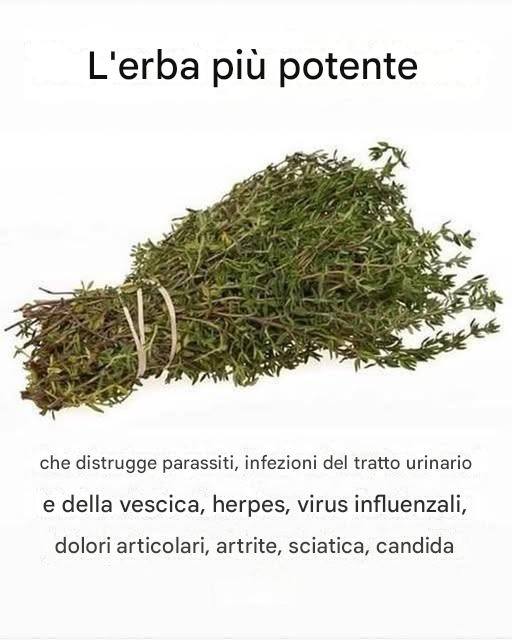 L’ERBA PIÙ POTENTE CHE DISTRUGGE PARASSITI, INFEZIONI DEL TRATTO URINARIO E DELLA VESCICA, HERPES E VIRUS DELL’INFLUENZA