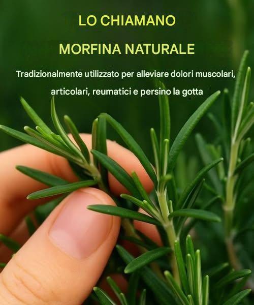 La pianta miracolosa il cui potere la gente ignora si chiama...