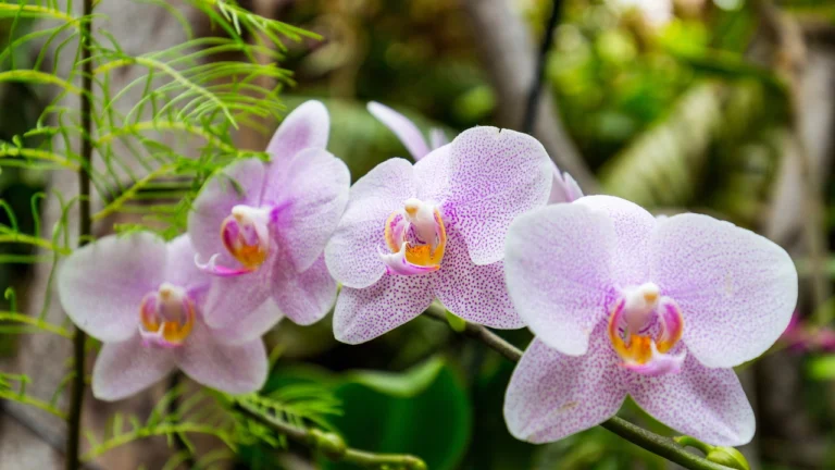 Segredo Natural para Florescer Orquídeas com Mais Vigor e Beleza