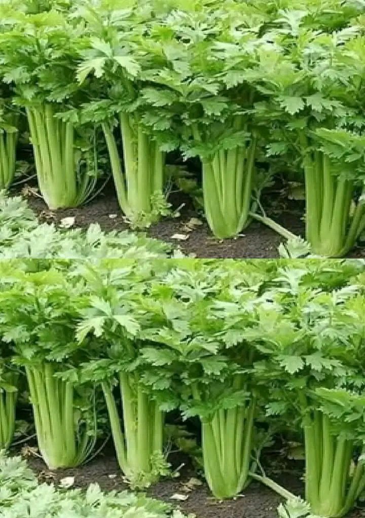 Rimedi Naturali per Mantenere i Reni in Salute