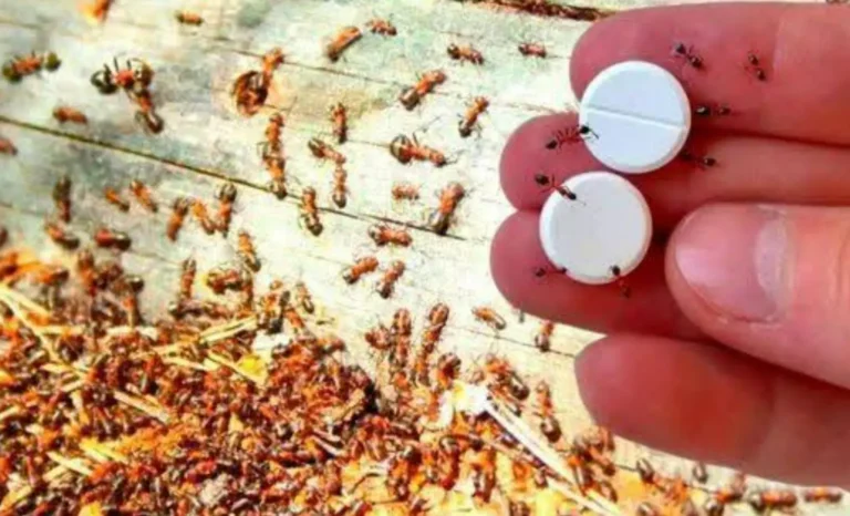 Metodi efficaci per eliminare le formiche senza usare pesticidi