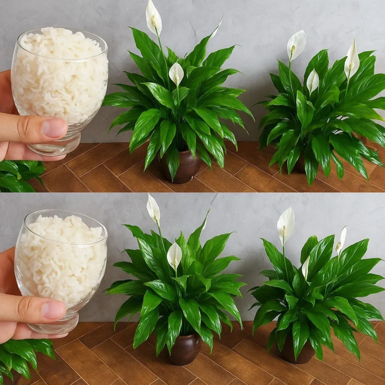 El secreto para una década de floración: cómo un ingrediente natural puede mantener su lirio de la paz floreciendo durante 10 años