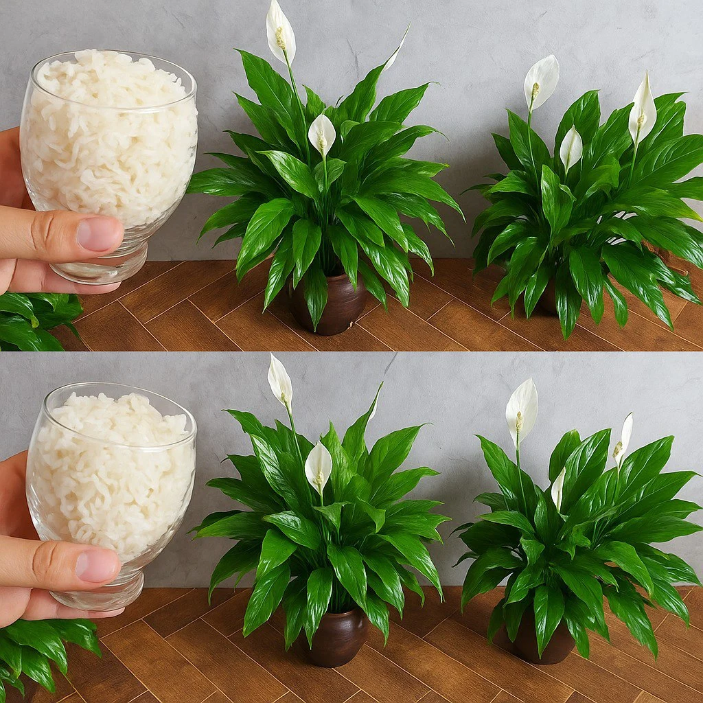 El secreto para una década de floración: cómo un ingrediente natural puede mantener su lirio de la paz floreciendo durante 10 años