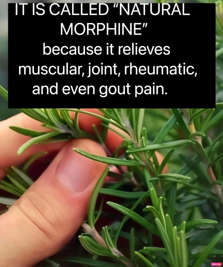 Una infusión que te hace bien