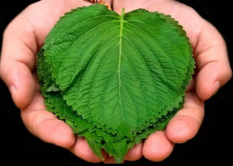 150 volte più forte di limone e aglio! Uccide tutti i batteri e i funghi! Ferma la tosse.