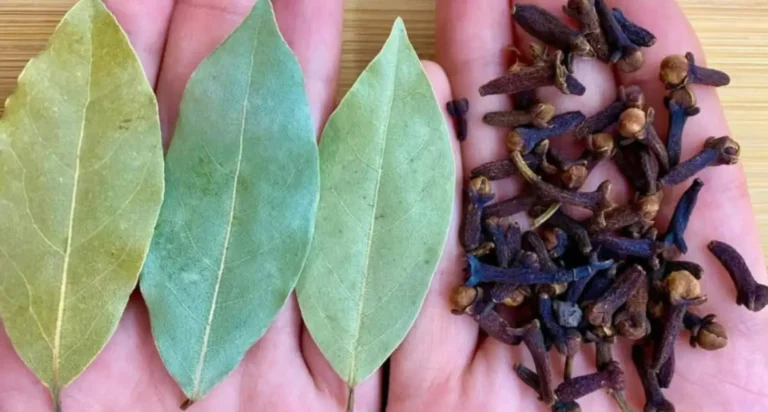 Chiodi di garofano e alloro: una combinazione naturale dalle proprietà sorprendenti