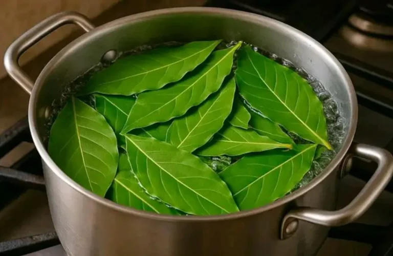 Alloro contro insetti come usarlo per risultati visibili in 1 ora