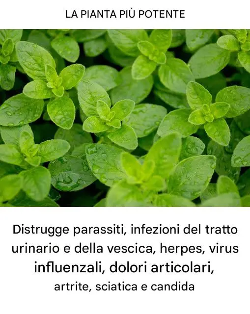 È una delle piante più potenti al mondo.