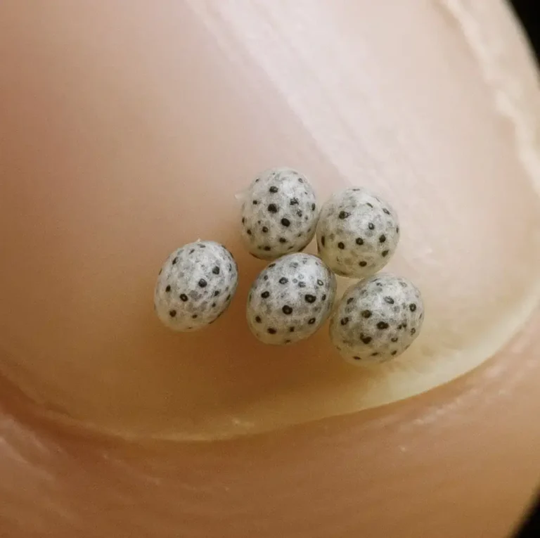 Abbiamo ordinato un’insalata, ma c’erano delle piccole macchie nere dentro; siamo finiti dritti in ospedale.