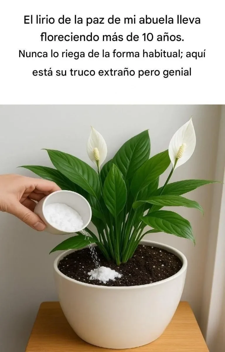 El secreto del lirio de la paz: olvídate del agua: usa esto para una belleza duradera