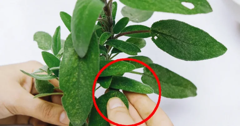 Tutto quello che puoi fare con una singola pianta di salvia: tutti gli usi della nonna