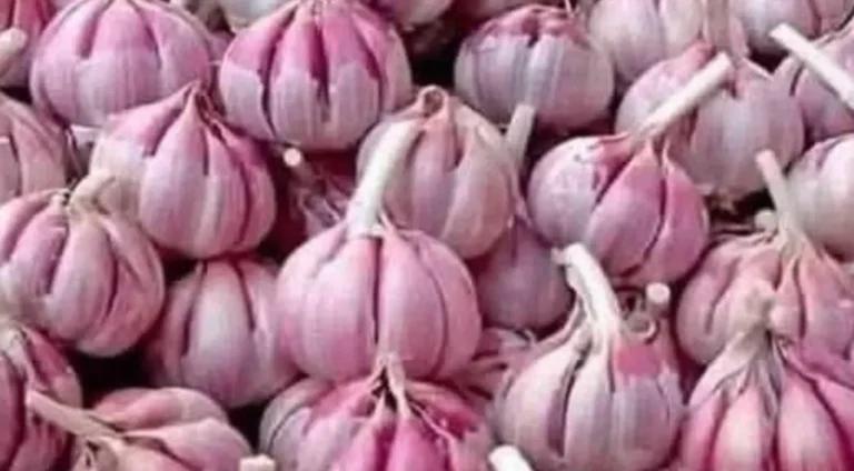 Proprietà dell aglio