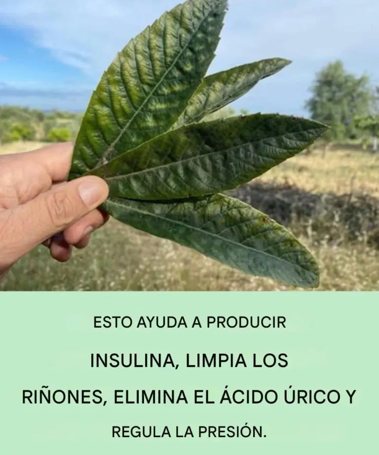 Hojas de níspero: el aliado oculto del bienestar