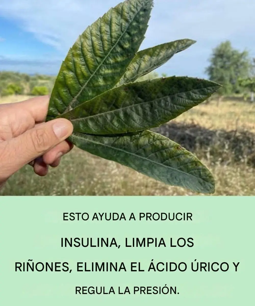 Hojas de níspero: el aliado oculto del bienestar