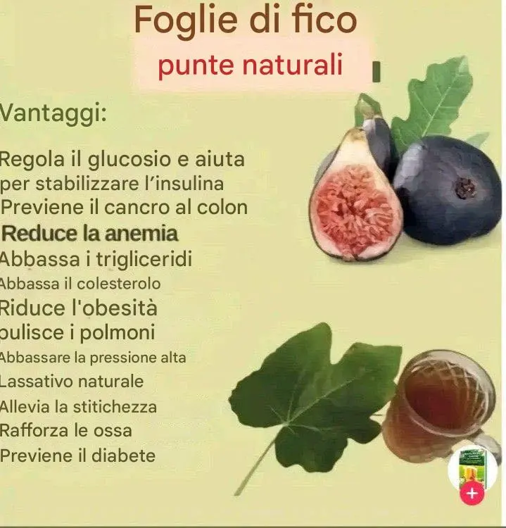 Foglie di fico