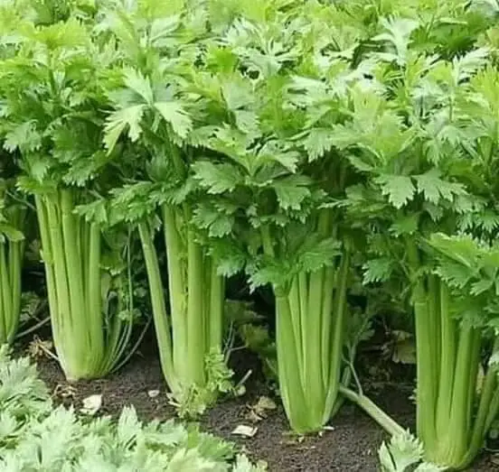 Rimedi naturali per aiutarti a mantenere sani i tuoi reni