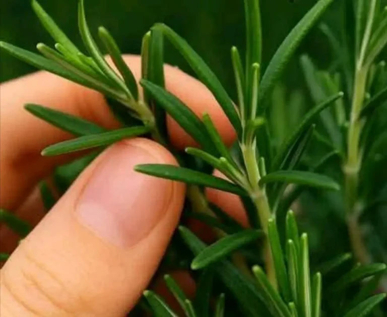 Come coltivare questa pianta in abbondanza in casa
