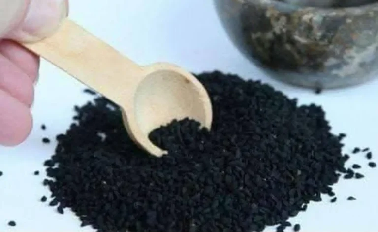 Lerba biblica da tempo riconosciuta