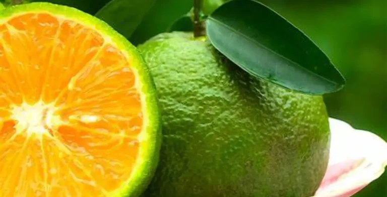 Benefici del limone: il potere naturale di purificare e guarire il corpo