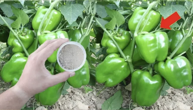 Dodici consigli e trucchi per coltivare i peperoni nel tuo orto