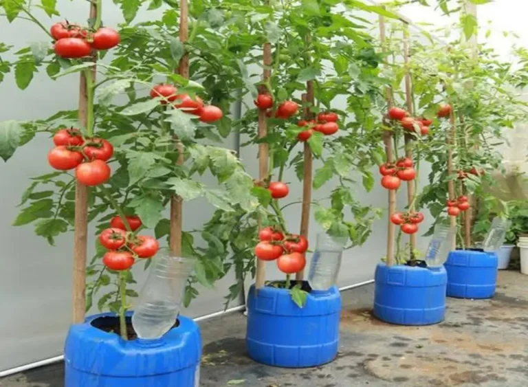 Massimizza le dimensioni del pomodoro nel minimo spazio