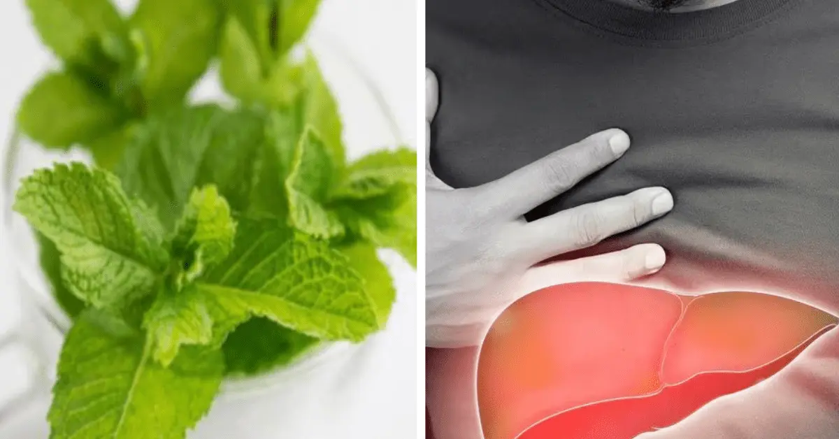 Menta piperita per il fegato