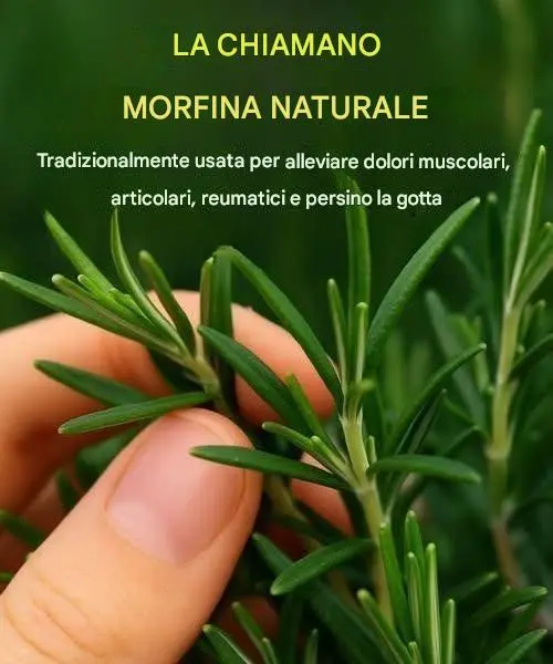 La pianta miracolosa il cui potere viene ignorato si chiama rosmarino