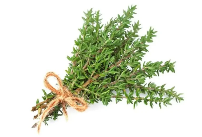 Timo – Benefici reali