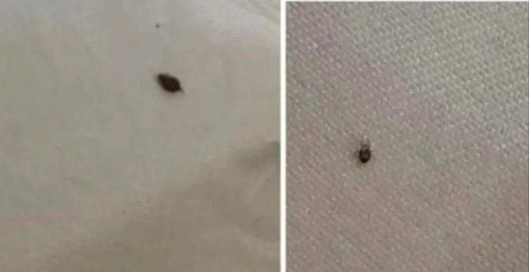 Se trovi una zecca in casa, ecco cosa devi sapere