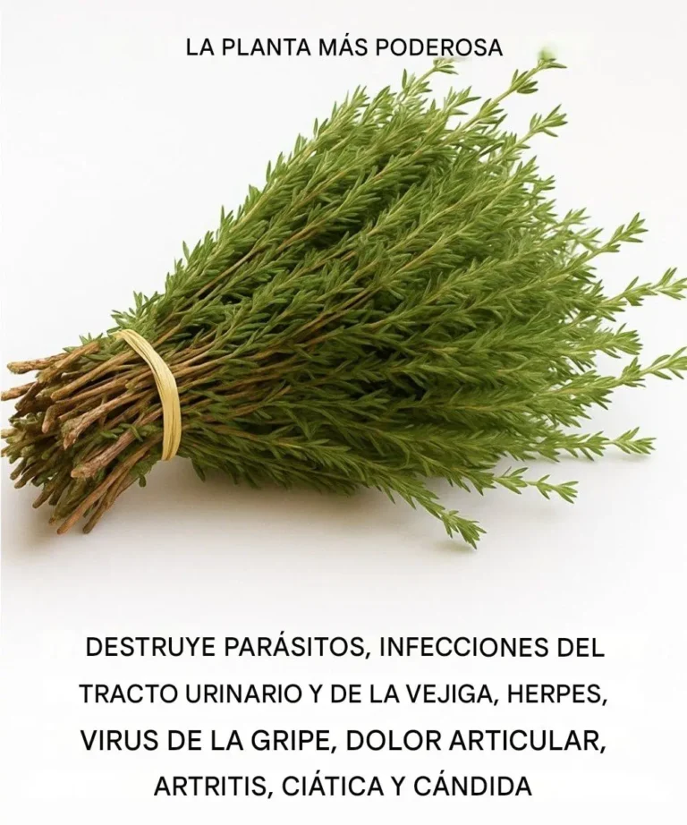 Es una de las plantas más poderosas del mundo.