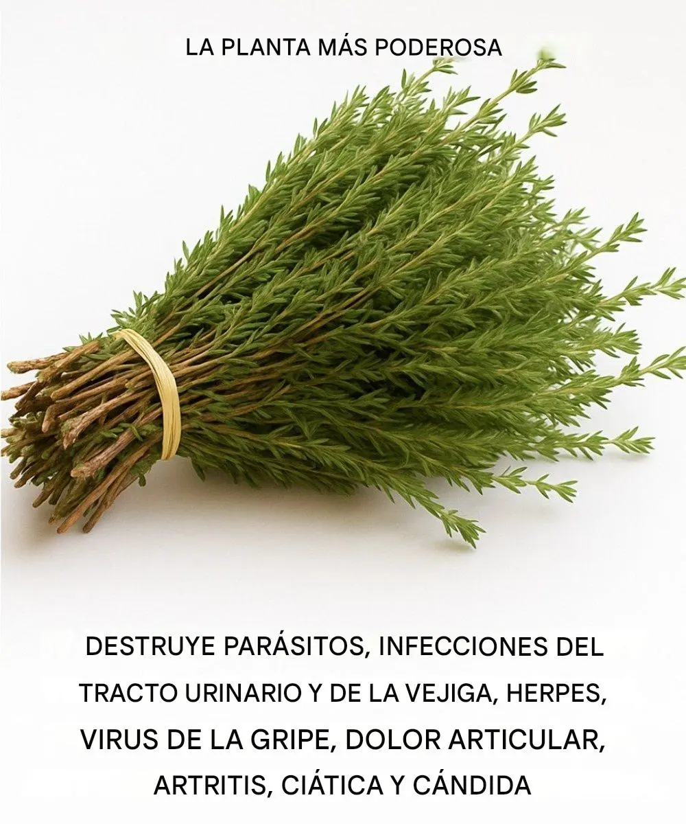 Es una de las plantas más poderosas del mundo.