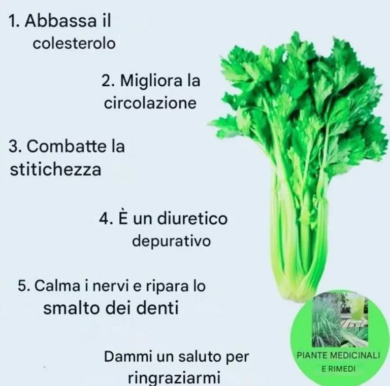 Se mangi sedano ogni giorno, questo può succedere al tuo corpo