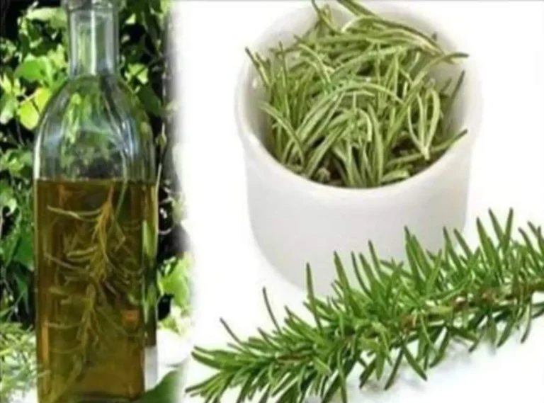 Dite addio alla cellulite, alle vene varicose, ai dolori muscolari e articolari grazie al rosmarino.