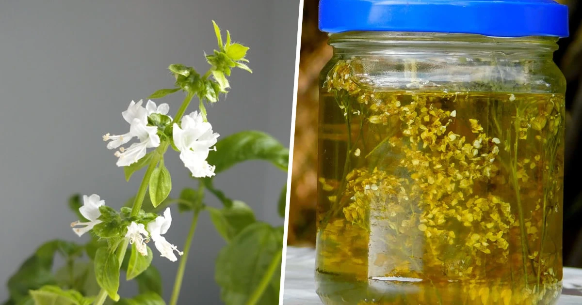 5 cose che puoi fare con i fiori di basilico: non gettarli via