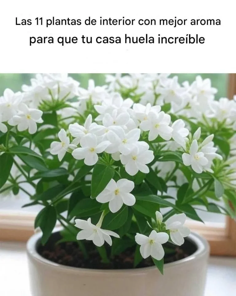 Las 11 mejores plantas de interior con aroma para que tu casa huela increíble