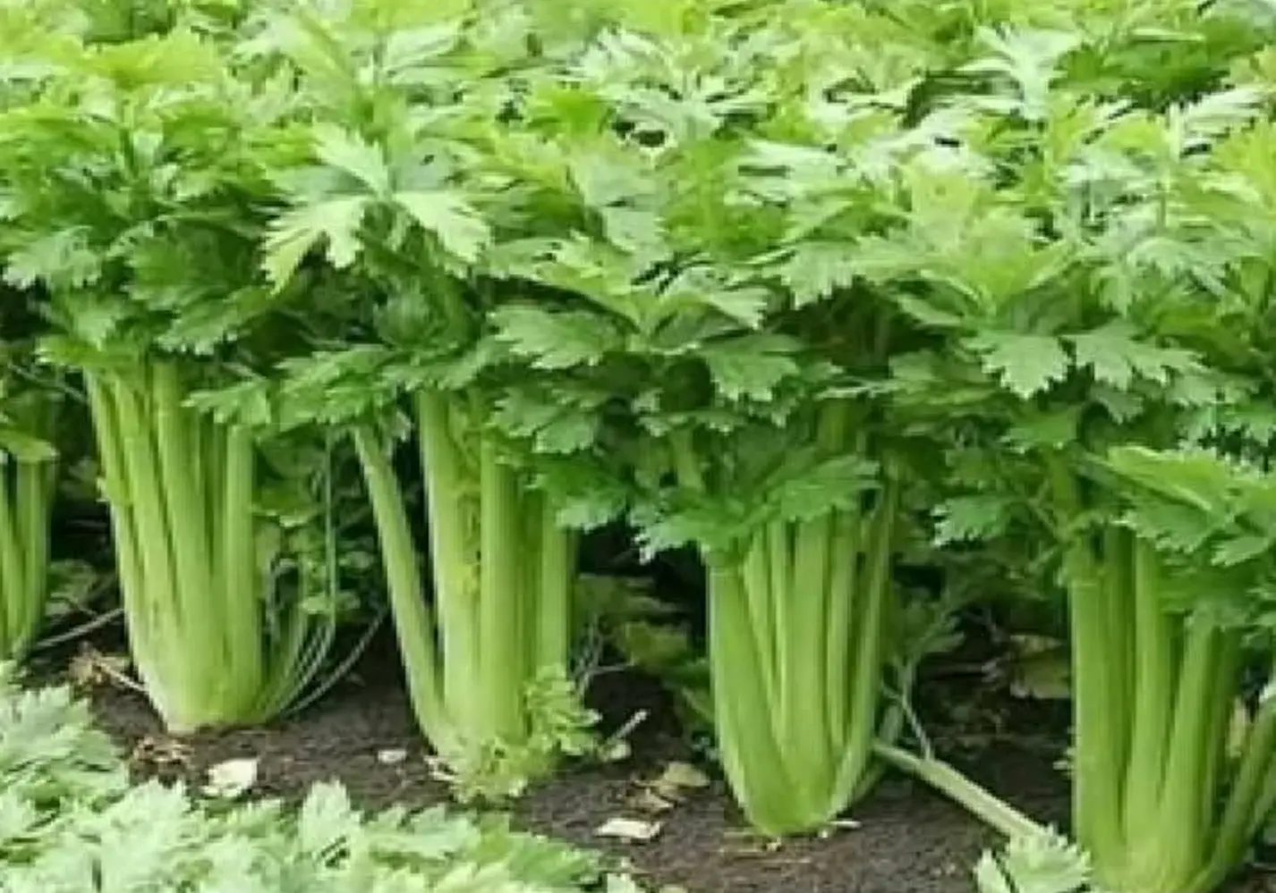 Rimedi Naturali per Mantenere i Reni in Salute