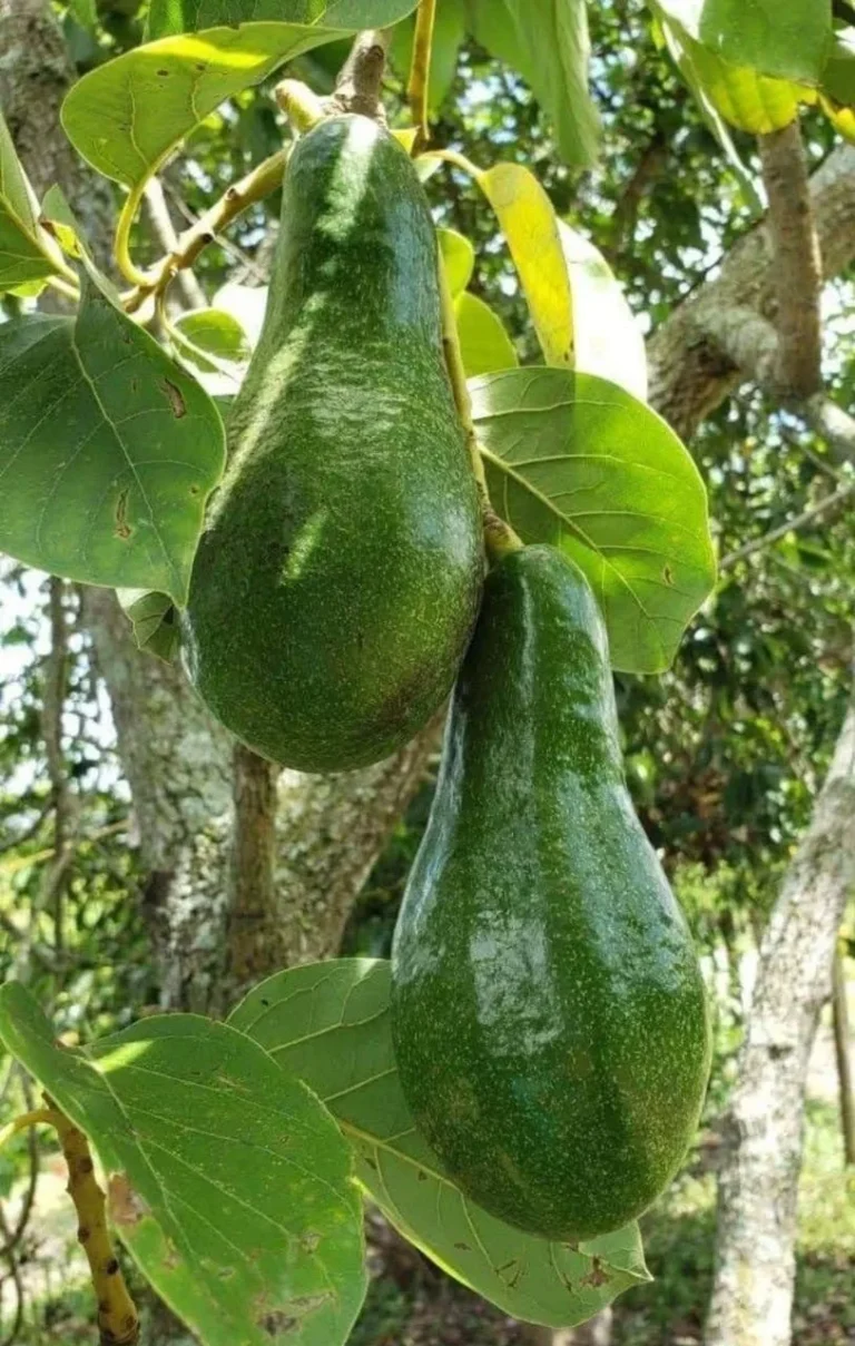 ¿Qué puede provocar su consumo en exceso o en ciertas personas? Aumento..